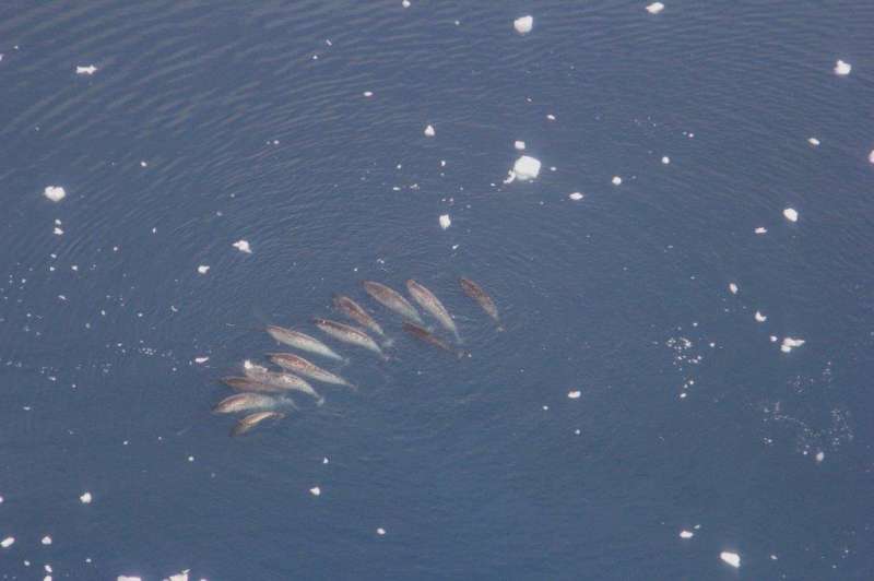 Research uncovers the mysterious lives of narwhals