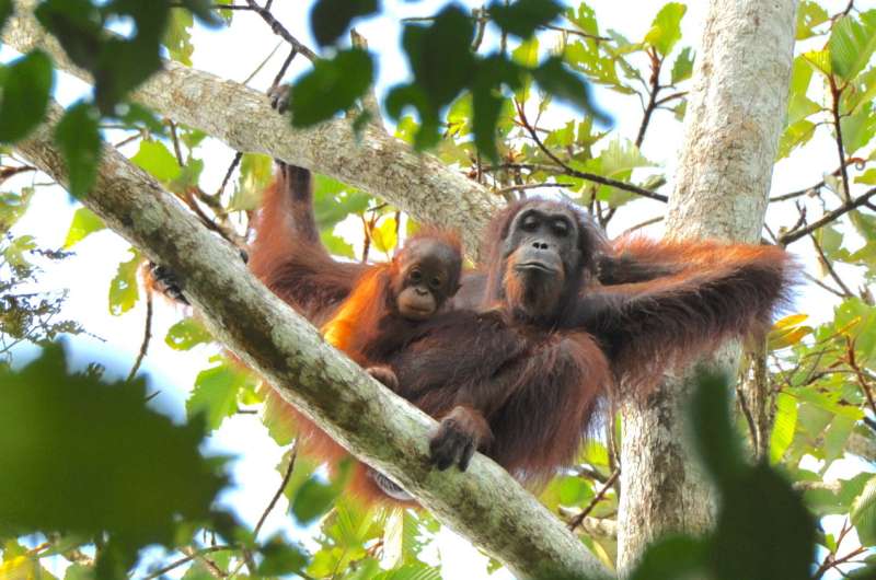 Rethinking the orangutan