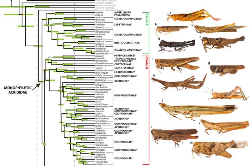 Rise of the grasshoppers: New analysis redraws evolutionary tree for major insect family
