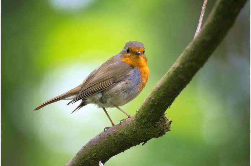 Robin hushed: wind turbines are making songbirds change their tune