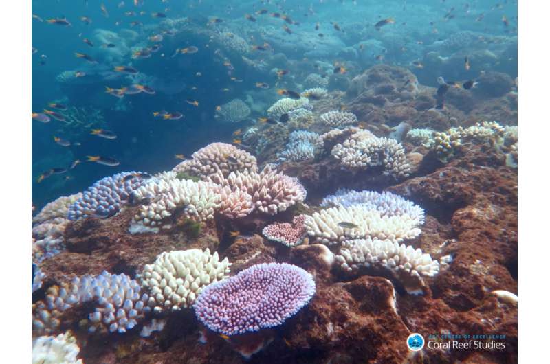 'Robust' corals primed to resist coral bleaching