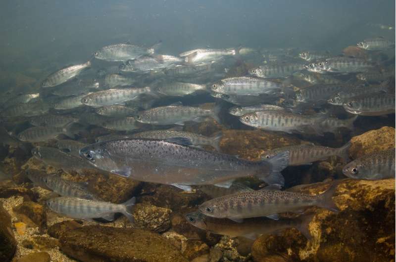 Salmon may lose the ability to smell danger as carbon emissions rise