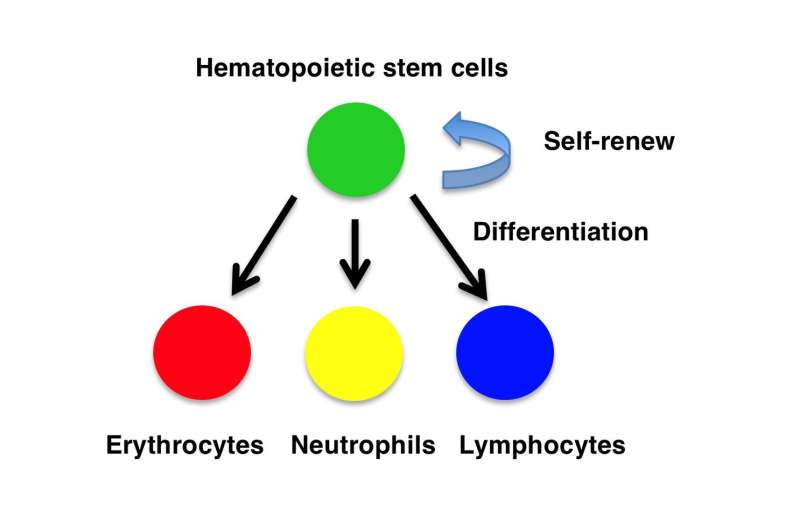 SATB1 vital for maintenance of hematopoietic stem cells