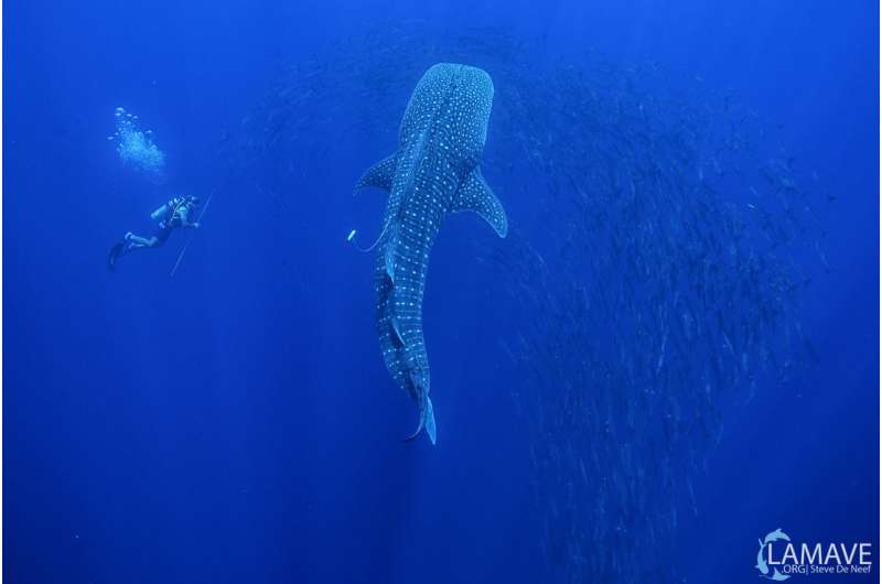 Satellite tracking reveals Philippine waters are important for endangered whale sharks