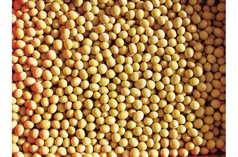 'Scaring' soybeans into defensive mode yields better plants a generation later