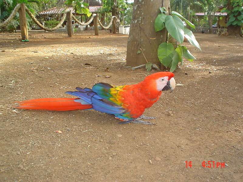 Scarlet macaw DNA points to ancient breeding operation in Southwest