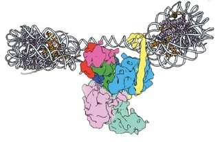 Scientists image molecules vital for gene regulation