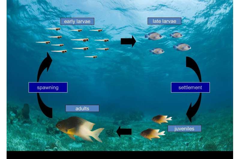 Scientists link ocean dispersal of baby fish with ecology of adults