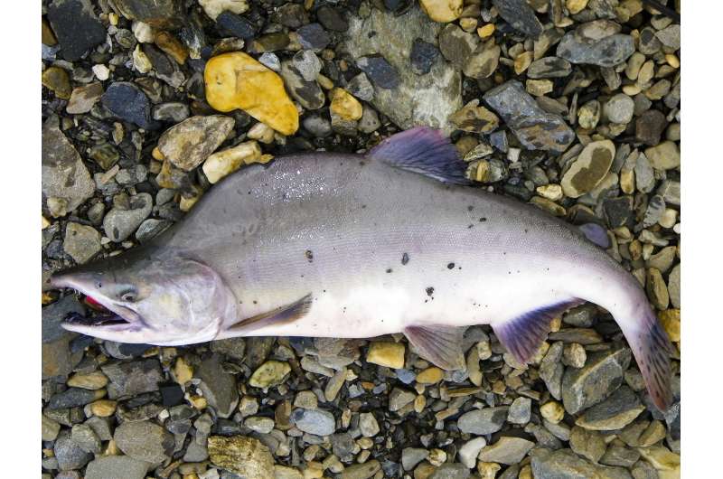 Scientists study spawning salmon through a riverbed lens