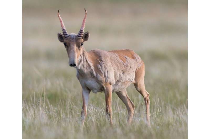 Scientists uncover secret of mass antelope mortality event in remote steppe grassland of Central Asia