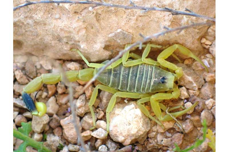 Scorpion venom to shuttle drugs into the brain
