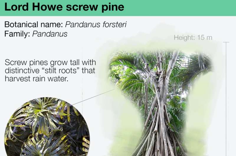Screw pine is a self-watering giant