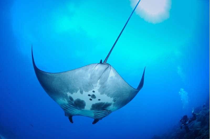 Scripps graduate student discovers world's first known manta ray nursery
