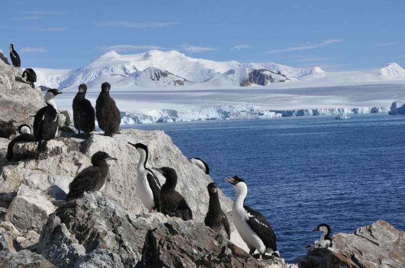 Seabird populations on Antarctic Peninsula unexpected