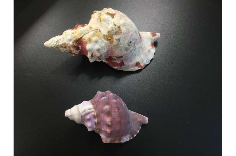 Sea snail shells dissolve in increasingly acidified oceans, study shows