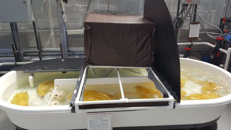 Seawater yields first grams of yellowcake