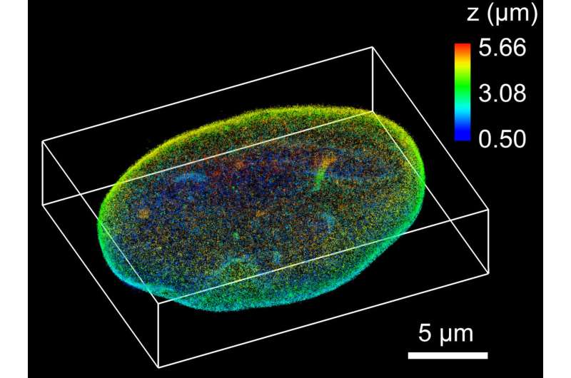Seeing nanoscale details in mammalian cells
