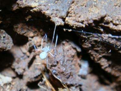 Seven new spider species from Brazil named after 7 famous fictional spider characters