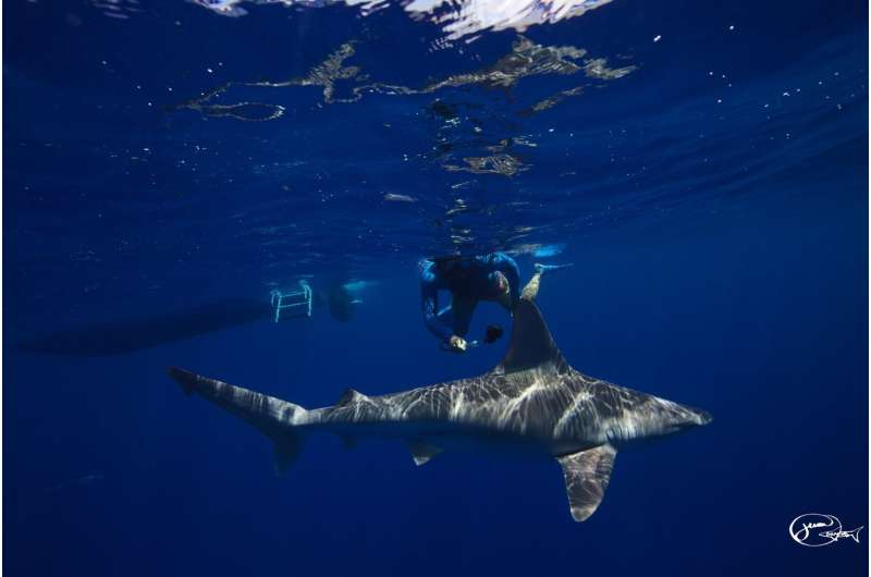Shark tourism can change your mind about these much-maligned predators