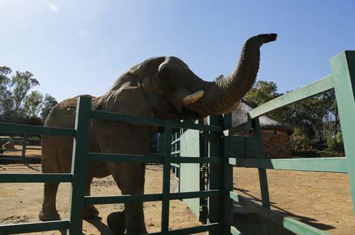 Should Johannesburg Zoo's last elephant stay or go?