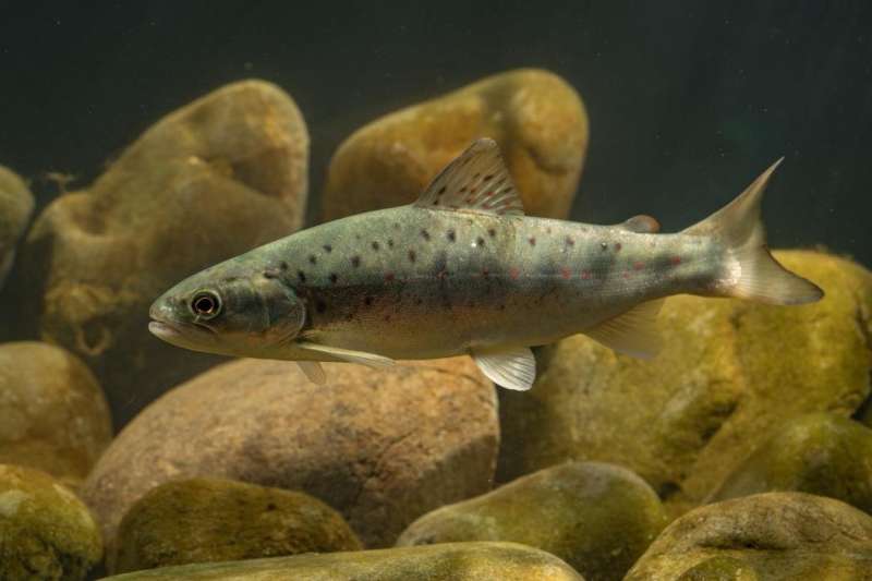 Shrinking rivers affect fish populations – new research
