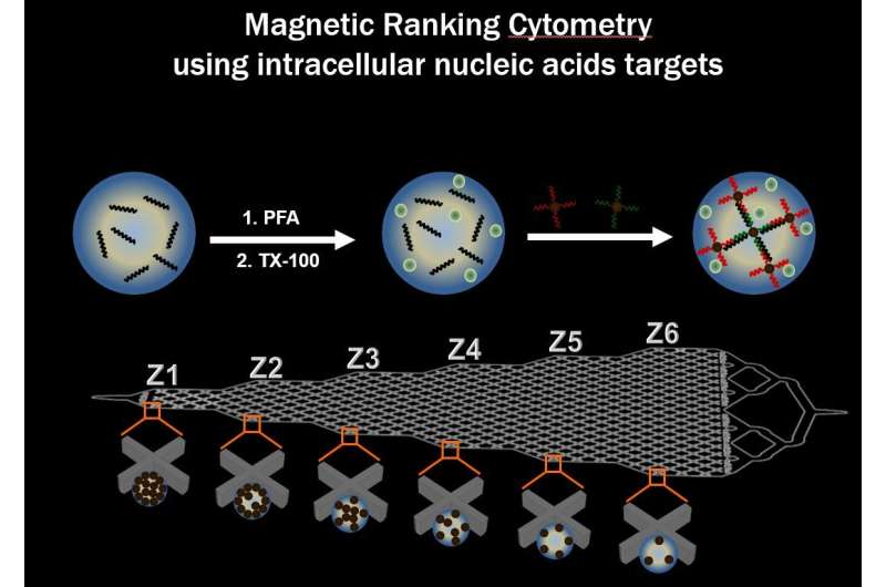 Single-cell mRNA cytometry via sequence-specific nanoparticle clustering and trapping