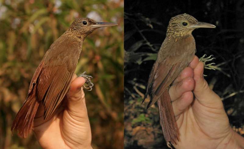 Sister species of birds reveal clues to how biodiversity evolves
