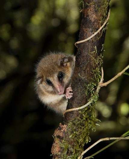 South American marsupials discovered to reach new heights