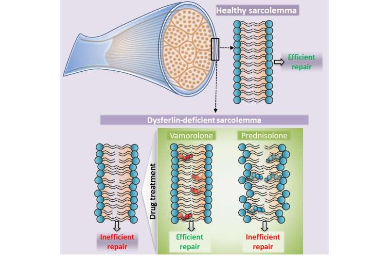 Stabilizing dysferlin-deficient muscle cell membrane improves muscle function