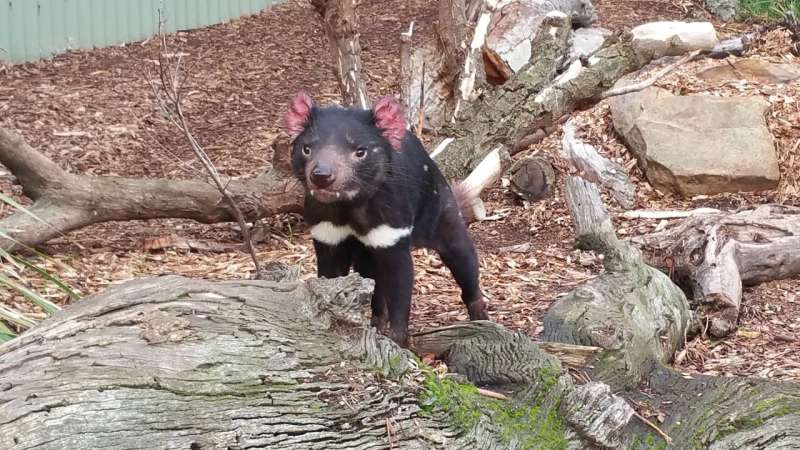 Stem cell research provides hope for tasmanian devils with a deadly, transmissible cancer