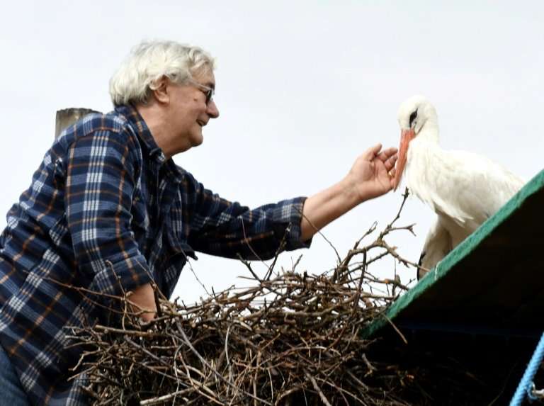 Stjepan Vokic, a retired Croatian primary school caretaker, pets Malena, a white stork he adopted in 1993 after he found it at a