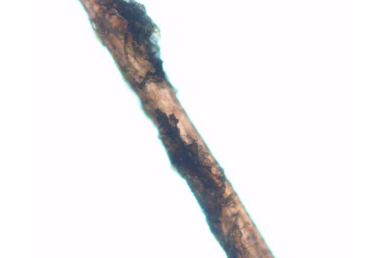 Strands of hair from member of Franklin expedition provide new clues into mystery
