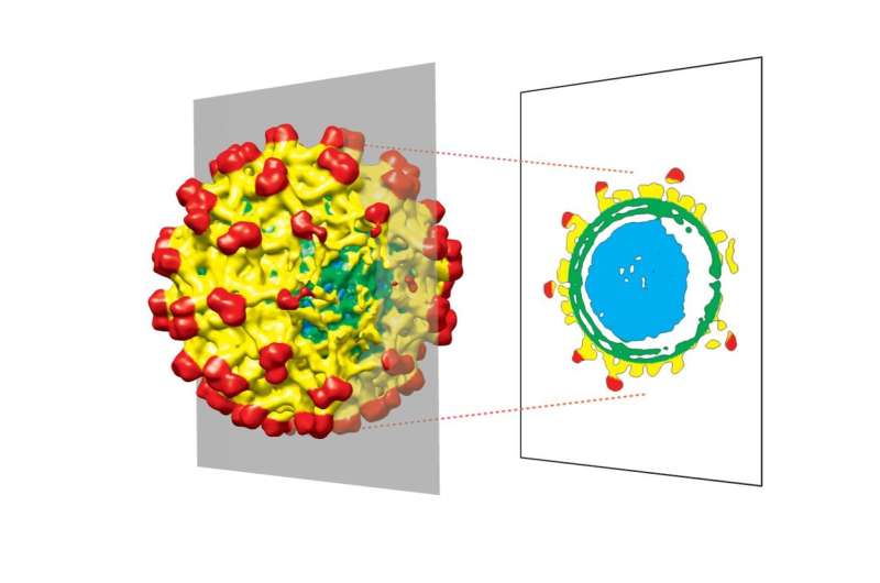 Structure of spherical viruses aren't as perfect as we thought