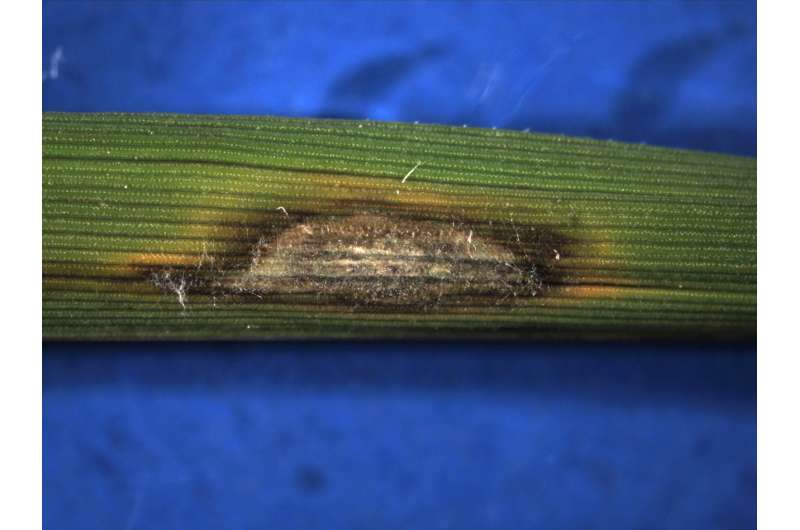 Study could spawn better ways to combat crop-killing fungus