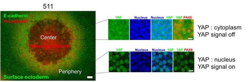 Study differentiates iPS cells into various ocular lineages