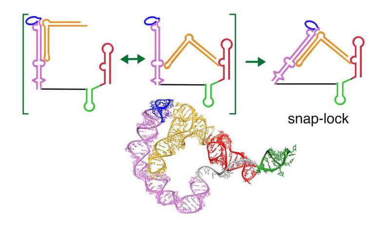 Study finds snap-lock mechanism in bacterial riboswitch