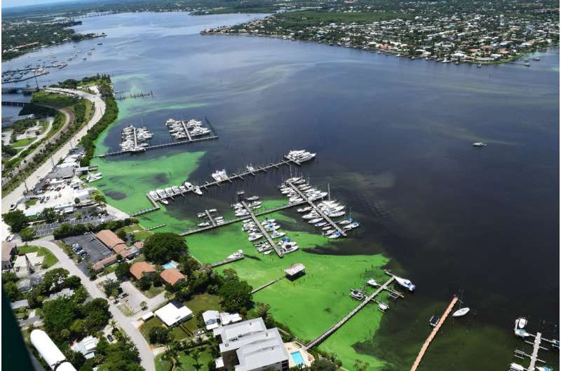 Study finds source of toxic green algal blooms and the results stink