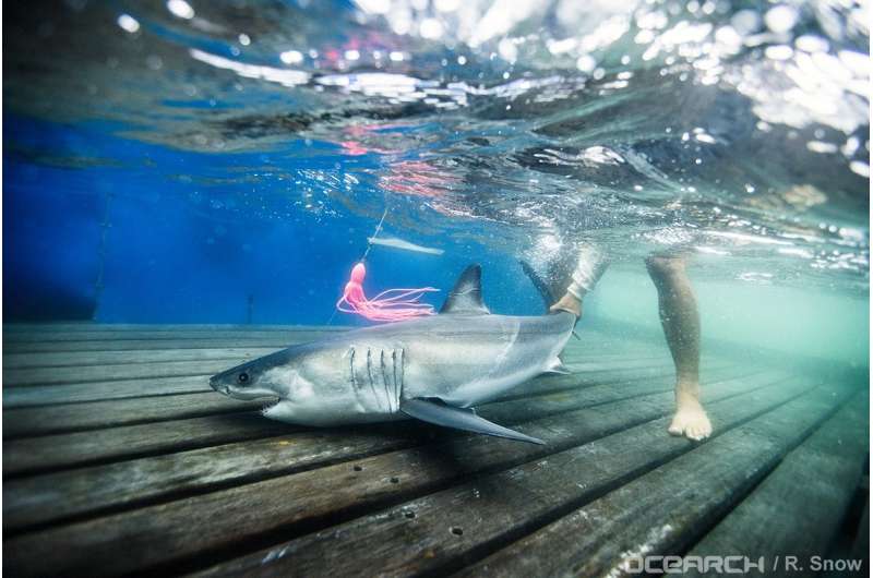 Study first to confirm where baby white sharks 'hang out' in the North Atlantic