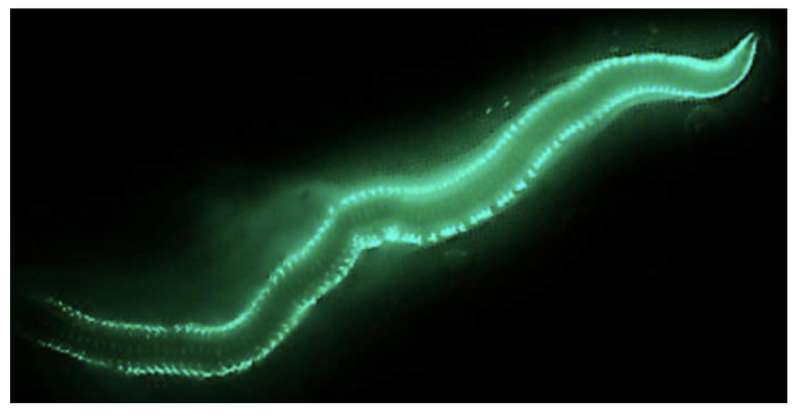 Study illuminates genes behind beautiful 'glow' of Bermuda fireworms