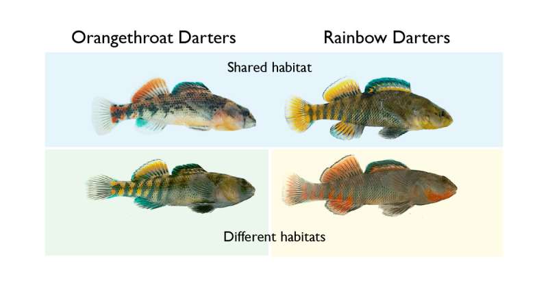 Study: In darters, male competition drives evolution of flashy fins, bodies