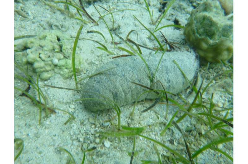Study in Fiji finds that removing sea cucumbers spells trouble for shallow coastal waters