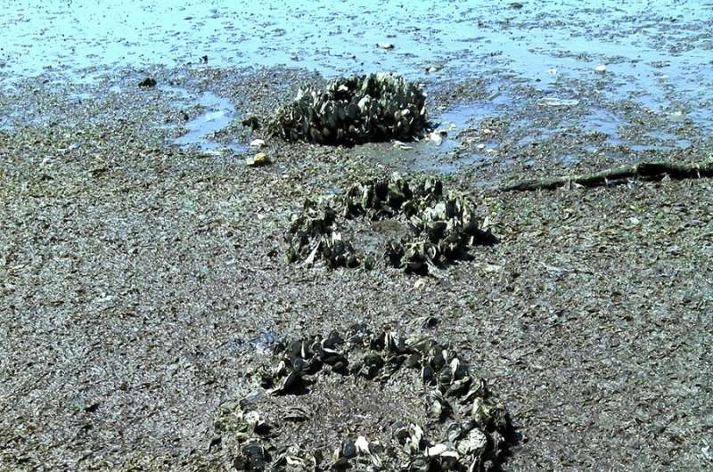 Study offers pearls of wisdom in contested New York oyster restoration