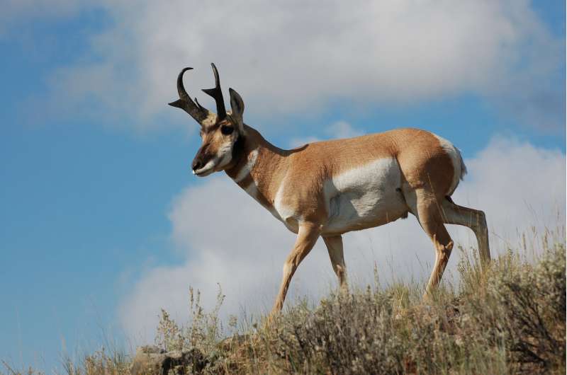 Study of greater Yellowstone pronghorn finds highway crossing structures a conservation success
