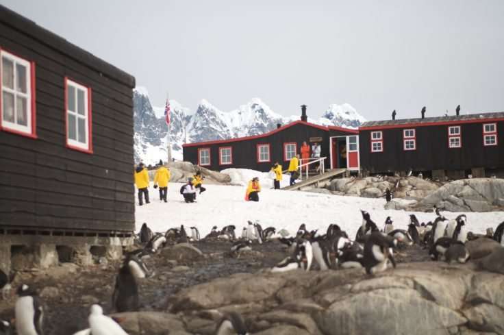 Study of penguin colonies at Antarctic island shows decline