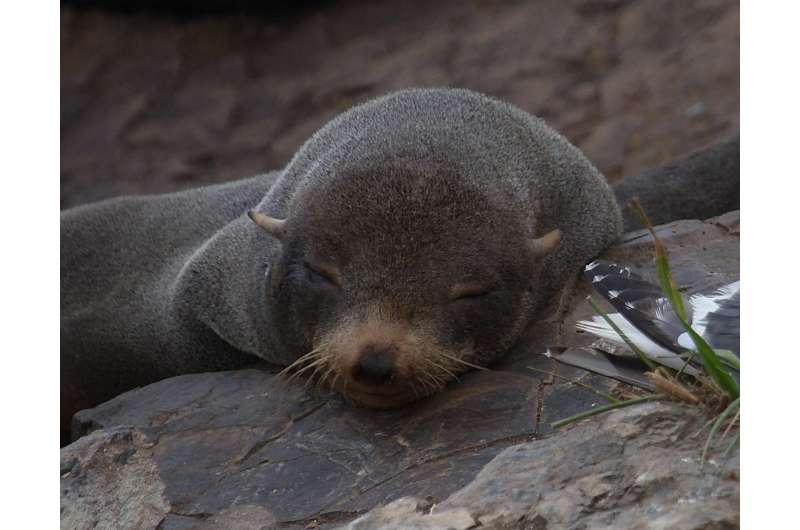 Study of sleeping fur seals provides insight into the function of REM sleep