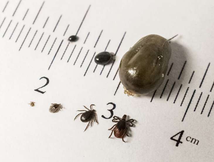 Study of tick-borne disease dynamics could thwart future outbreaks