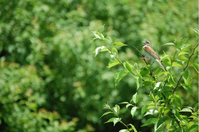 Study provides video evidence of parental infanticide in a grassland bird species