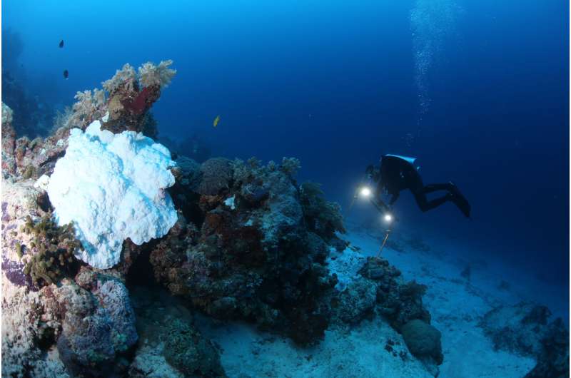 Study says coral bleaching on the Great Barrier Reef not limited to shallow depths
