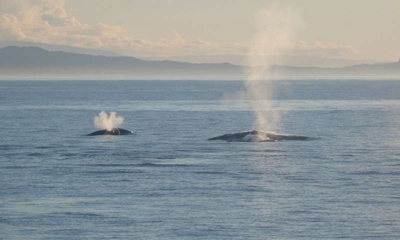 Study shows New Zealand has its own population of blue whales