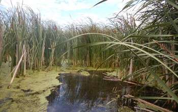 Study shows wetlands provide landscape-scale reduction in nitrogen pollution